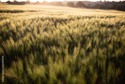 Summer wheat fields