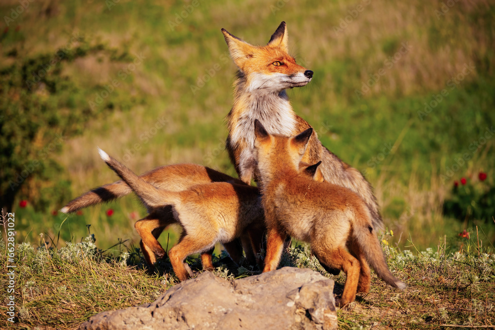 Red fox Vulpes vulpes in the wild. Fox with cub