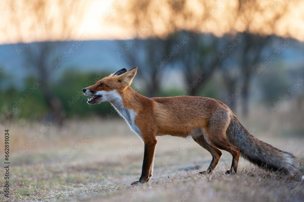 Portrait wild red fox Vulpes vulpes on a beautiful meadow background. Close up Portrait wild red fox Vulpes vulpes on a beautiful meadow background. Close up