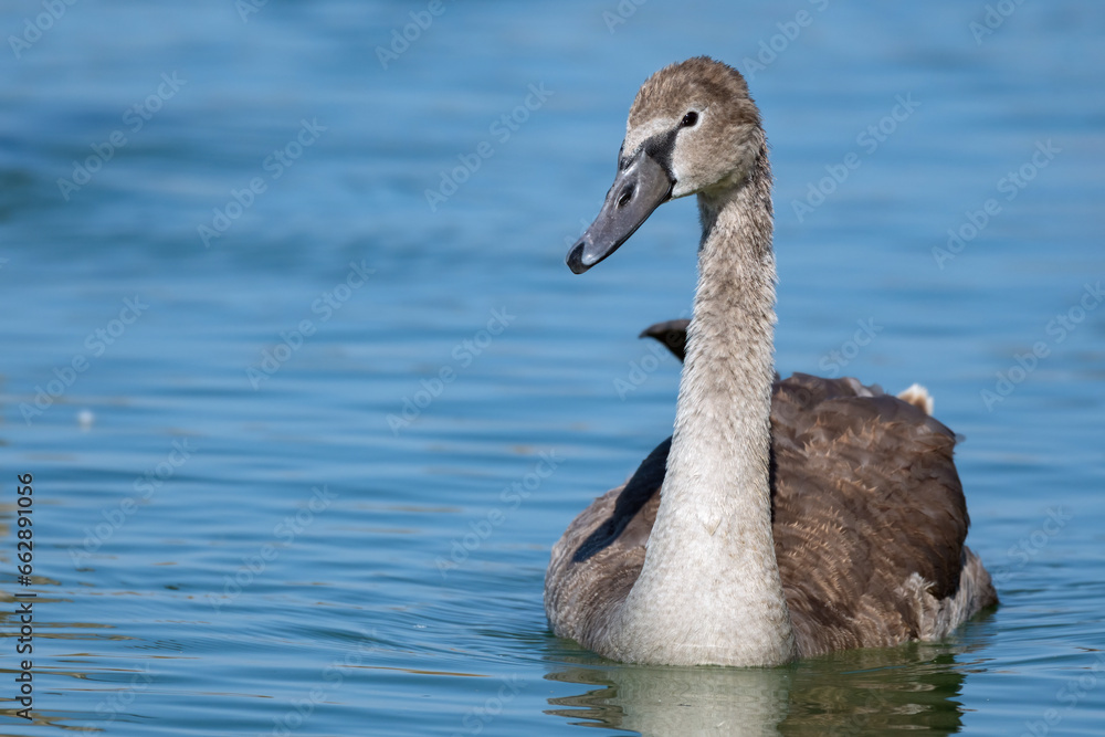 Mute Swan Cygnus olor. A bird on the lake. Close up Mute Swan Cygnus olor. A bird on the lake. Close up