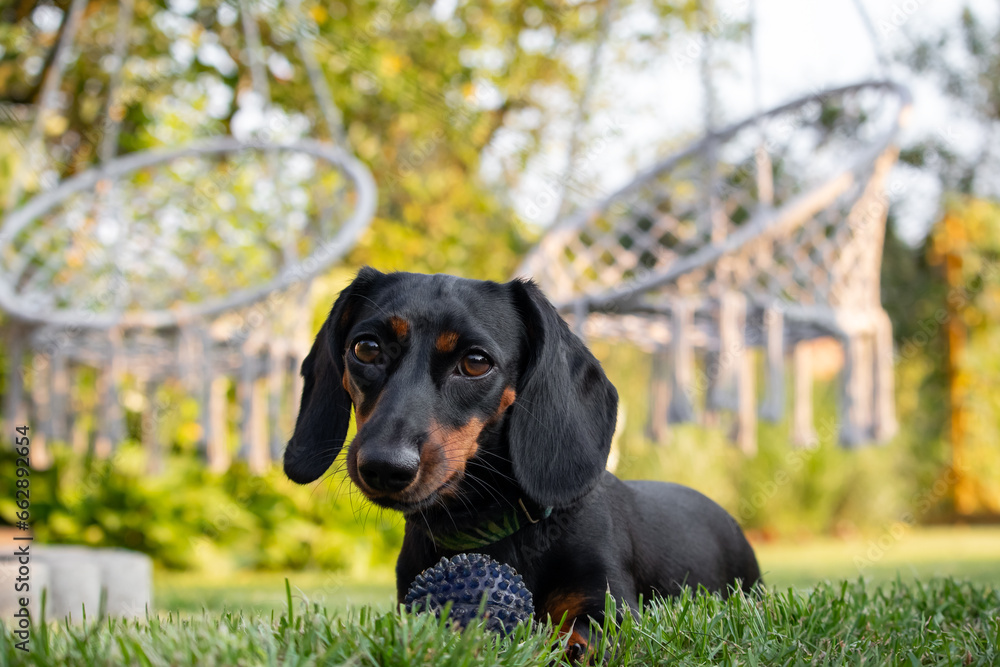 Dachshund puppy playing with a ball in the garden. Dachshund puppy playing with a ball in the garden.