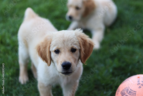 golden retriever puppy on grass