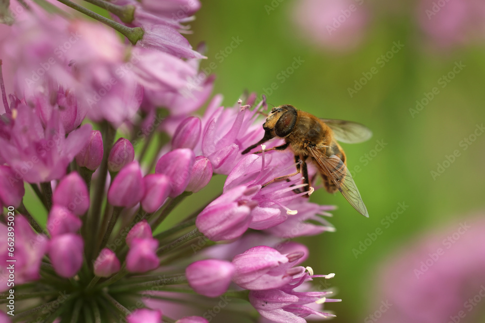 Honeybee collecting pollen from beautiful flower outdoors, closeup Honeybee collecting pollen from beautiful flower outdoors, closeup