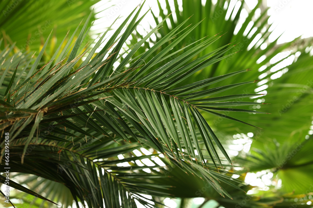 Fototapeta premium Beautiful green palm leaves outdoors, closeup view