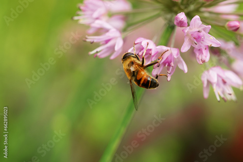 Honeybee collecting pollen from beautiful flower outdoors, closeup. Space for text © New Africa