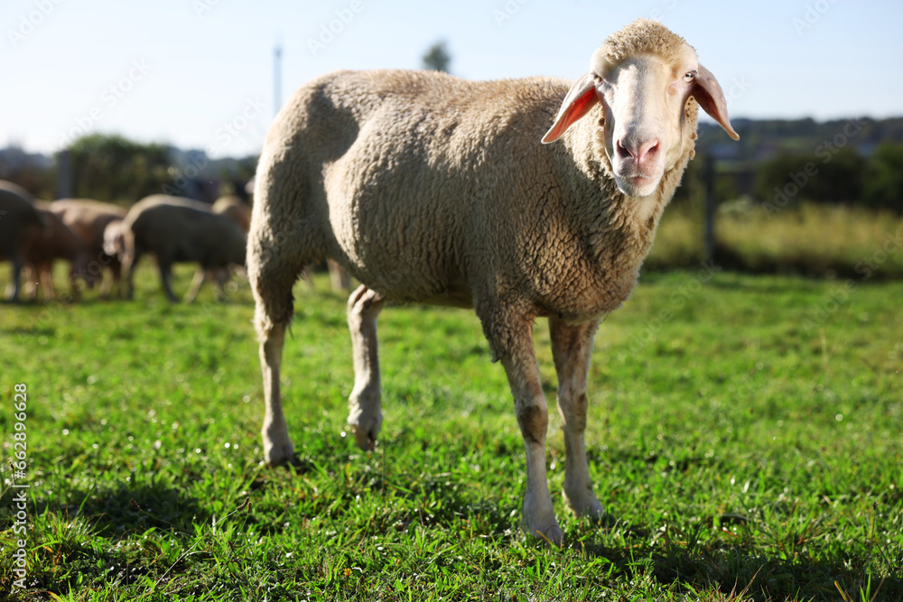 Obraz premium Cute sheep grazing outdoors on sunny day. Farm animals