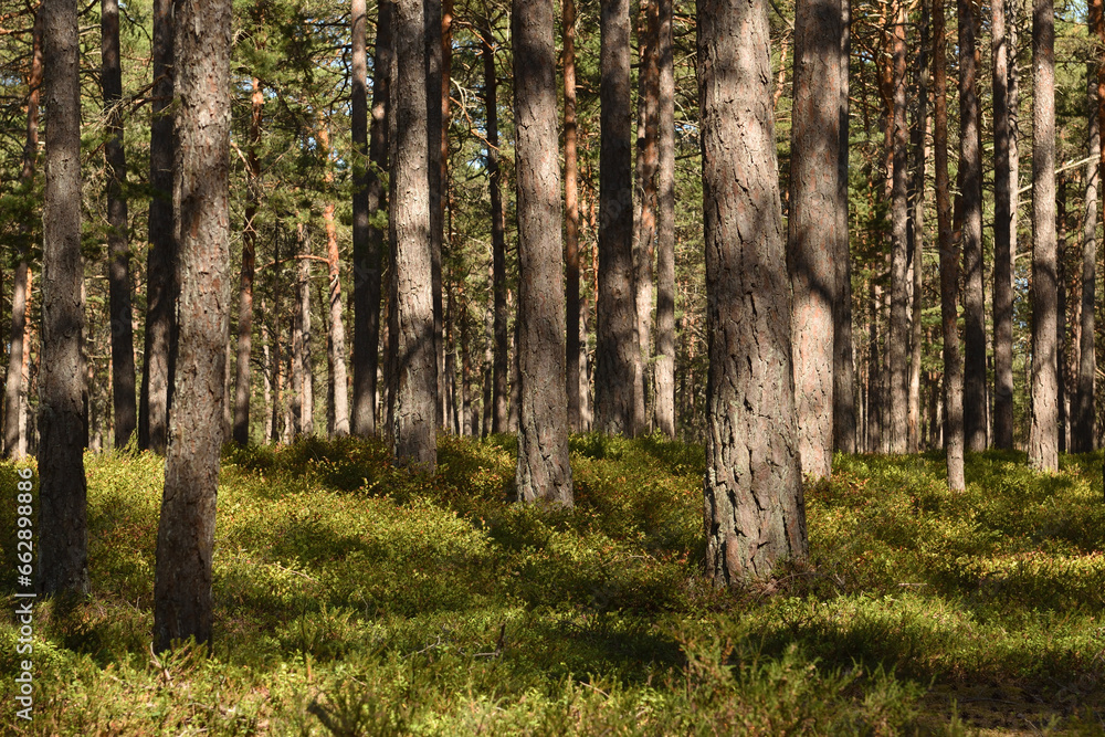 Fototapeta premium Swedish trees in the forest, Sweden, pines
