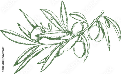 Ramo di olive mature con foglie
