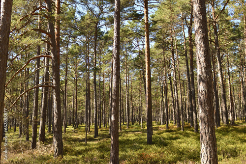Swedish trees in the forest, Sweden, pines