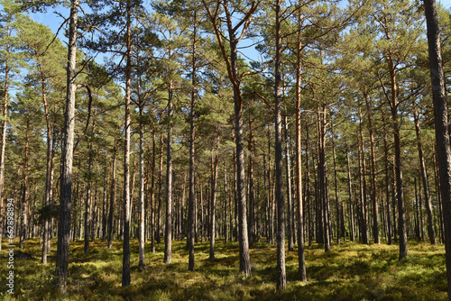 Swedish trees in the forest, Sweden, pines