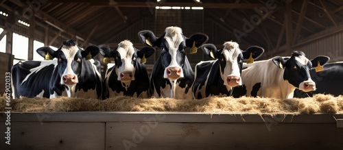Black and white purebred dairy cows in cowshed eating feed with one looking at camera With copyspace for text