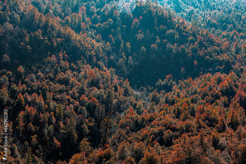 forest in the mountains in autumn