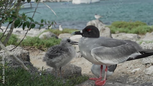swallow tailed gull, Creagrus furcatus, with its cute little chicks in the rocky landscape of the Galapagos islands in the pacific ocean of Ecuador. photo