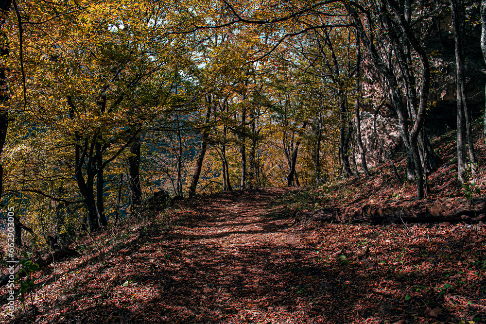 Naklejka premium autumn in the dark big forest