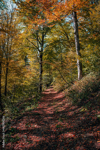 autumn forest in the morning time