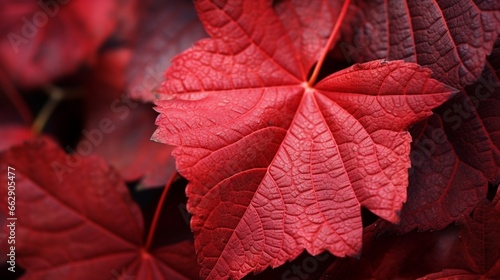 A macro shot of wild grape leaves  their veins and textures pronounced in vibrant red  painting a vivid autumn portrait.