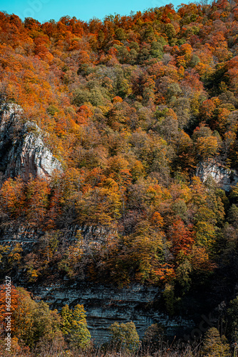 autumn dark forest in the mountains