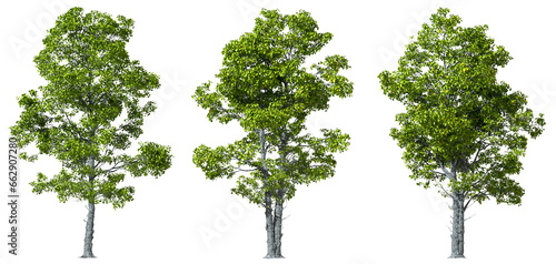 Fototapeta Naklejka Na Ścianę i Meble -  Trees woods biology shapes cut transparent backgrounds 3d illustration png