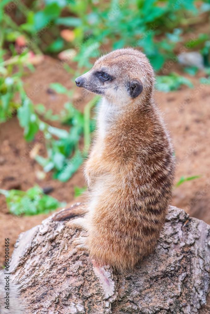 Fototapeta premium Meerkat, Suricata suricatta, on hind legs. Portrait of meerkat standing on hind legs with alert expression. Portrait of a funny meerkat sitting on its hind legs.