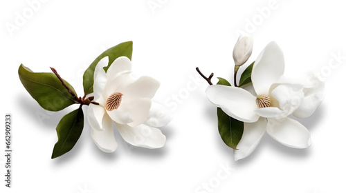 Close up of white Southern magnolia (Magnolia grandiflora) isolated on transparent background. Top view, falt lay. photo