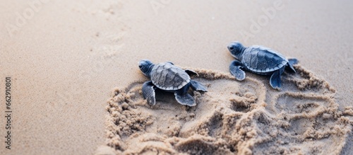Baby leatherback turtles and their tracks in the sand just born With copyspace for text