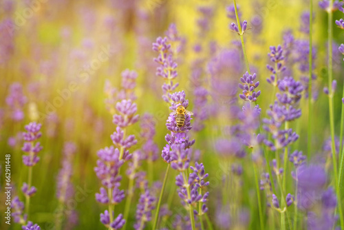 A bee pollinates a flower of a lavender plant