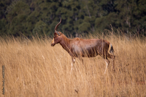 A blesbok antelope in the long grass at Mlilwane Wildlife Sanctuary photo