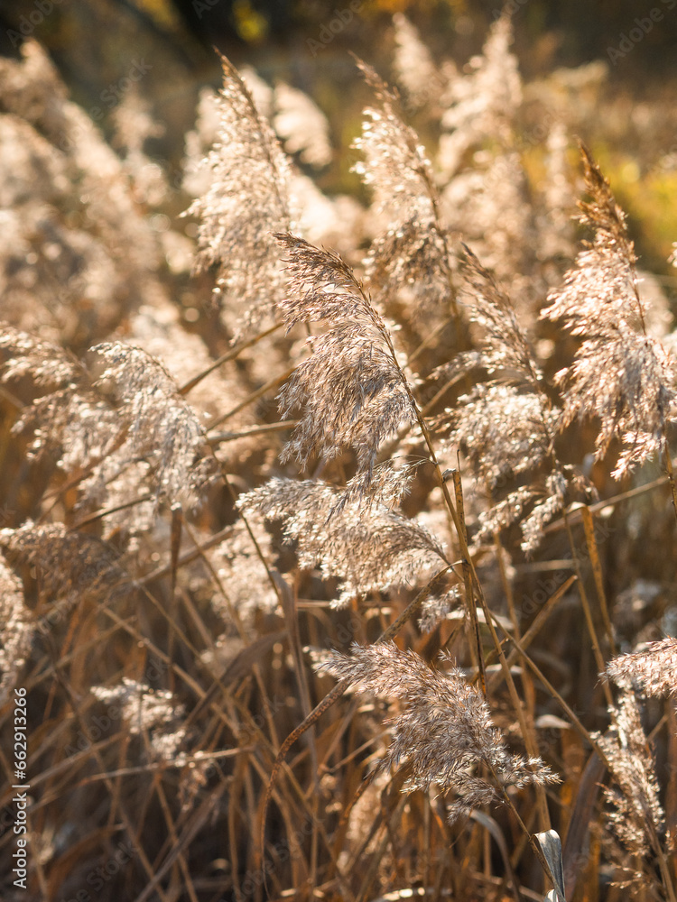 dry grass, spring, sunny, nature, park, photography dry grass, spring, sunny, nature, park, photography
