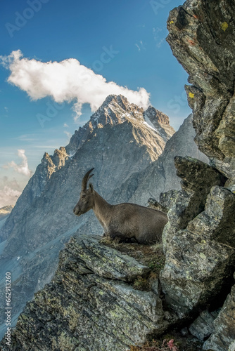 Female alpine ibex  Capra ibex  resting on rocks at the edge of a cliff with Monviso  Mount Viso  3841 m  standing out in the background. Cottian Alps  Monviso Park  Italy.