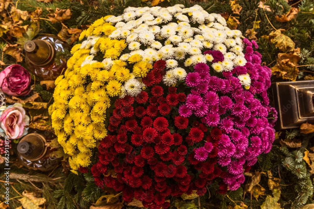 bunch of colorful chrysanthemum flowers on grave during All Saints Day