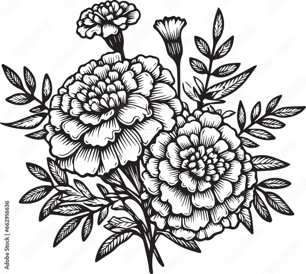 Marigold vector art, monochrome floral illustration. ink vector illustration hand drawn pencil sketch, a branch of botanical collection simplicity, artistic, coloring book for children and adults Marigold vector art, monochrome floral illustration. ink vector illustration hand drawn pencil sketch, a branch of botanical collection simplicity, artistic, coloring book for children and adults