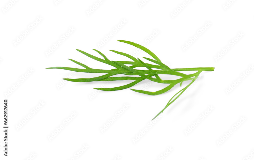 Sprig of fresh dill isolated on white Sprig of fresh dill isolated on white