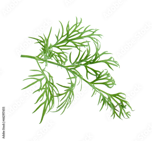 Sprig of fresh dill isolated on white