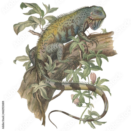 Exotic Retro Iguana Botanical Illustration Flora And Fauna Tropical Reptile  Scientific Style Design