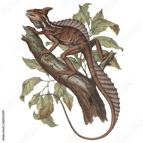 Exotic Basilisk Lizard Retro Scientific Illustration Flora And Fauna Tropical Art Botanical Design 