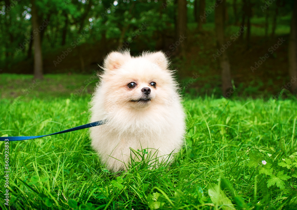 A white spitz dog stands in the green grass on the background of the park. The dog is fluffy. He looks away. The photo is blurred A white spitz dog stands in the green grass on the background of the park. The dog is fluffy. He looks away. The photo is blurred