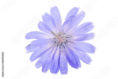 Cichorium intybus - common chicory flowers isolated on the white background © Olga Ionina