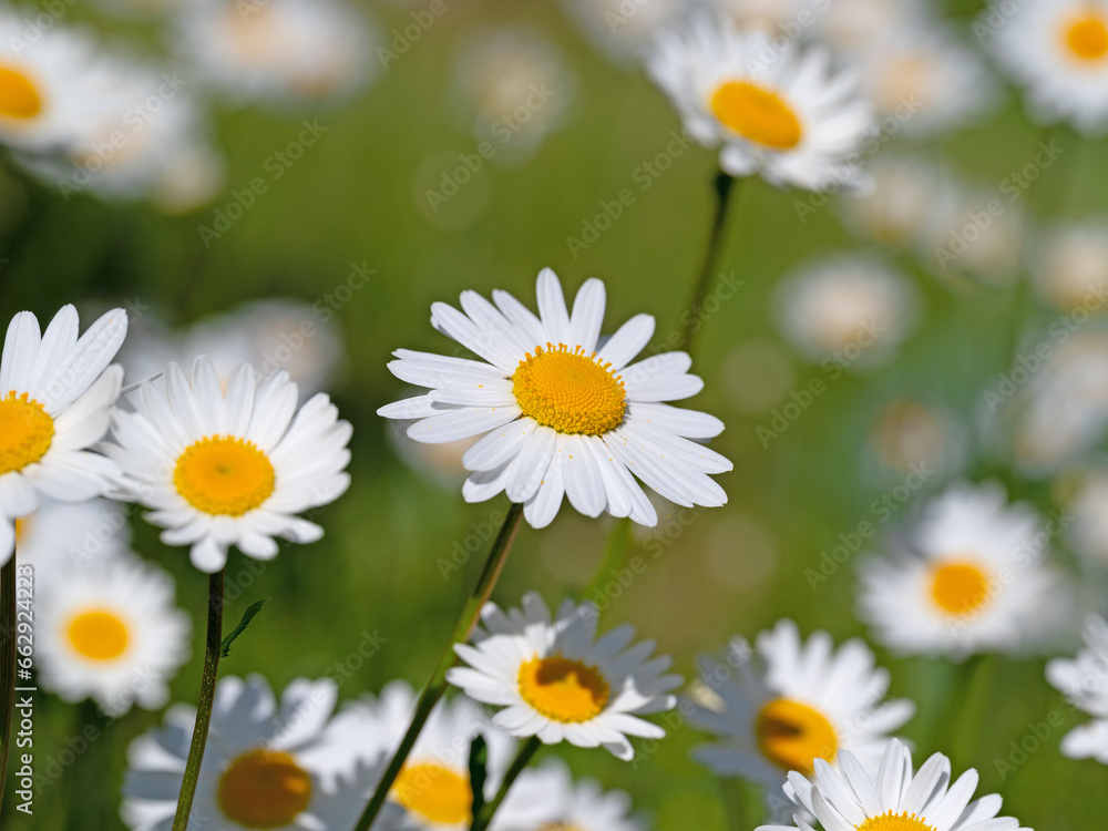 Blühende Margeriten, Leucanthemum, im Frühling Blühende Margeriten, Leucanthemum, im Frühling