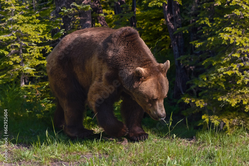 Grizzlybär im Wildpark Knüll photo