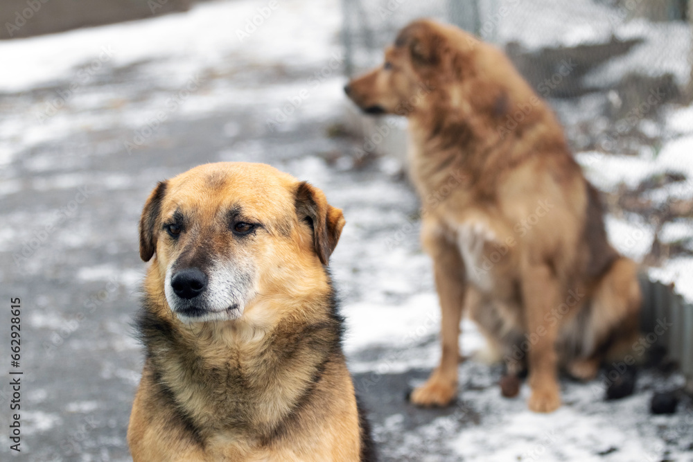 Two dogs sit in the yard in winter and look attentively ahead Two dogs sit in the yard in winter and look attentively ahead
