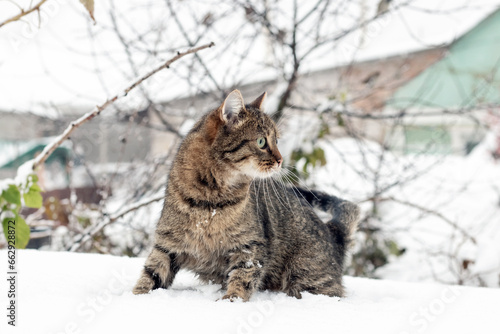A brown striped cat stands in the snow and looks back, a cat in winter
