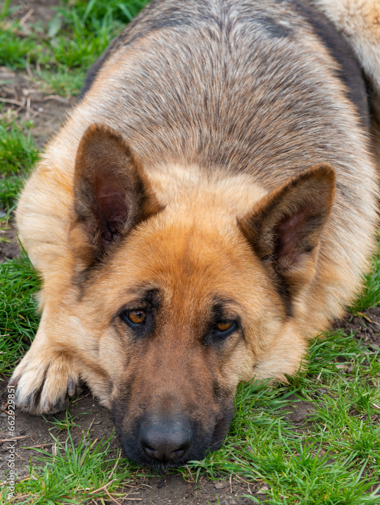 Portrait of an East European Shepherd dog, female dog looks at the owner Portrait of an East European Shepherd dog, female dog looks at the owner