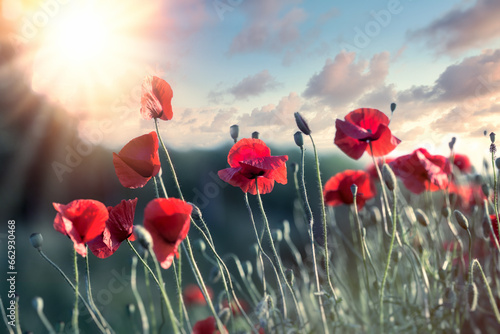Poppy flower, sunset in meadow of red poppy flowers
