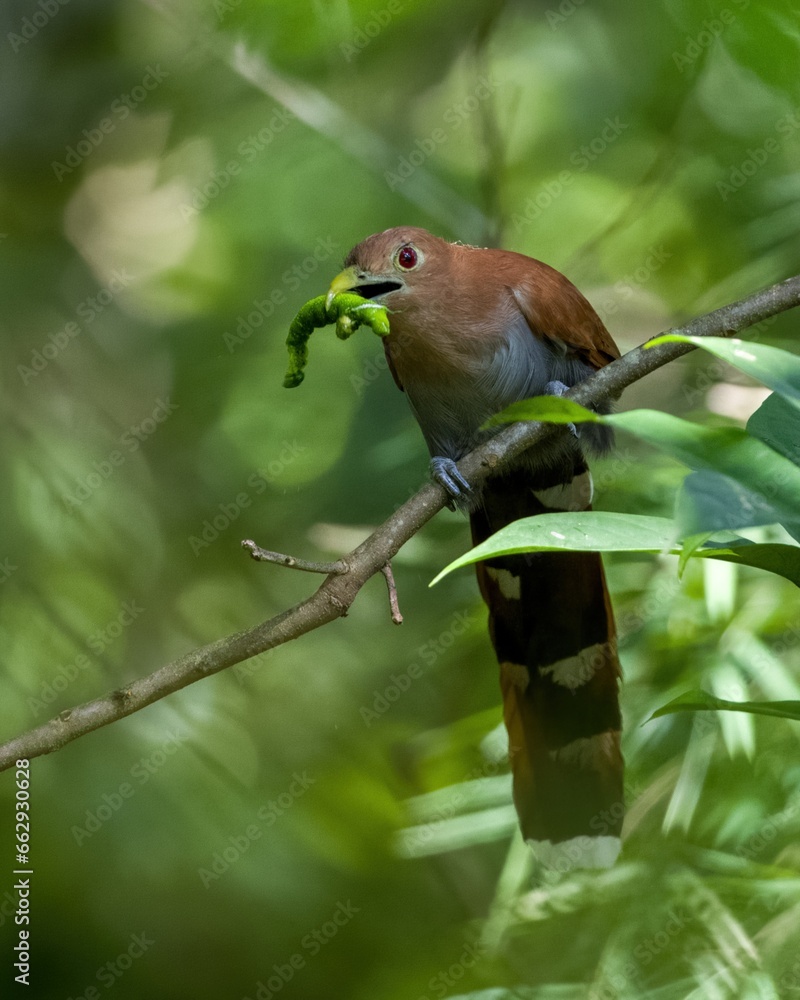 Squirrel cuckoo eating a green worm Squirrel cuckoo eating a green worm