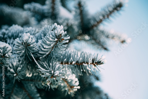 Close up of fir tree branch covered with hoarfrost after ice fog and snow in morning winter forest. Real winter and Christmas holidays background.