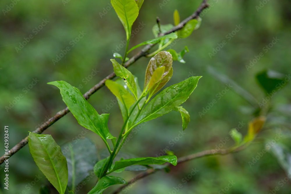 Native yerba mate tree (Ilex paraguariensis) in organic cultivation Native yerba mate tree (Ilex paraguariensis) in organic cultivation