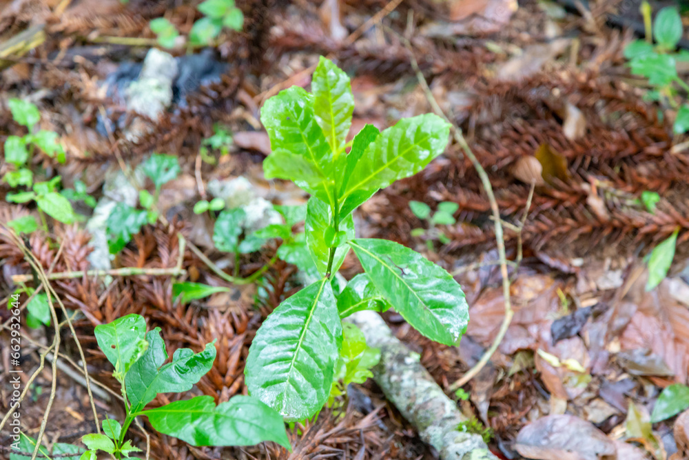 Native yerba mate tree (Ilex paraguariensis) in organic cultivation Native yerba mate tree (Ilex paraguariensis) in organic cultivation