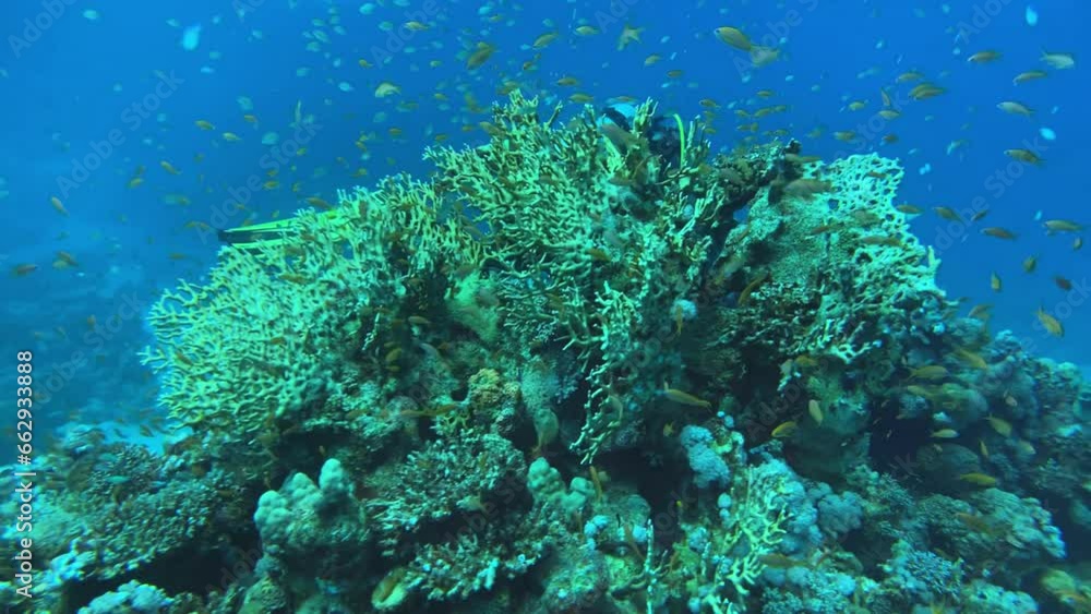 Bright coral reef in Egypt Red Sea Bright coral reef in Egypt Red Sea