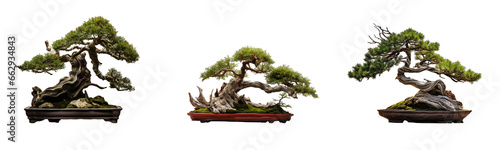 Collection of bonsai trees on transparent background, generative ai