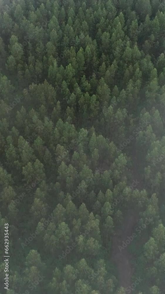 Vertical Video of Foggy Forest Aerial View Vertical Video of Foggy Forest Aerial View